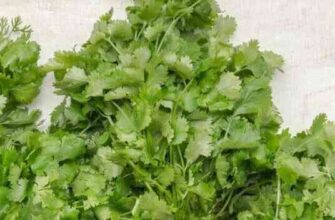 Що нагадує петрушку: розпізнавання рослин-двійників у природі