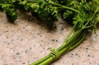 Чи безпечно вживати петрушку в сирому вигляді: користь та ризики?