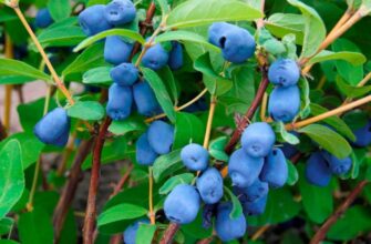 Як часто та скільки потрібно поливати жимолость: поради садівникам