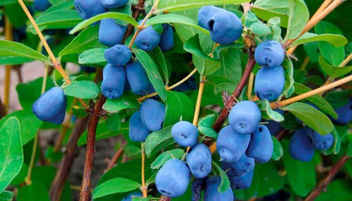 Як часто та скільки потрібно поливати жимолость: поради садівникам