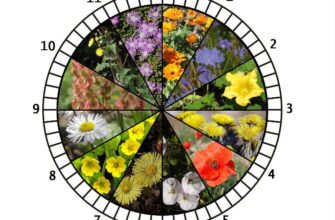 Де розташовані квіткові годинники: огляд світових локацій