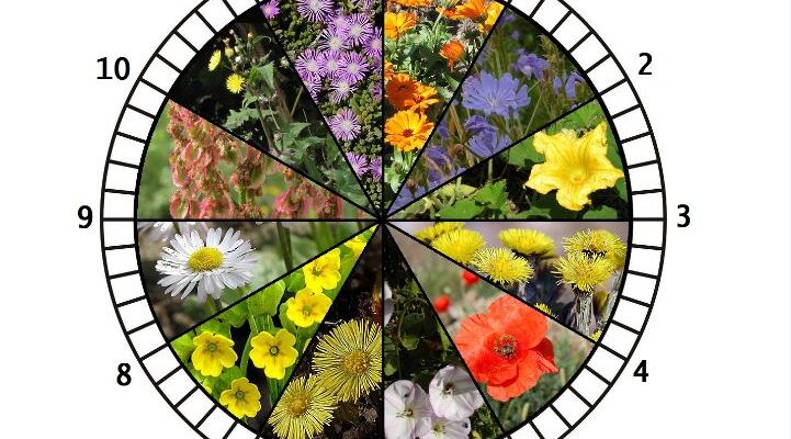 Де розташовані квіткові годинники: огляд світових локацій