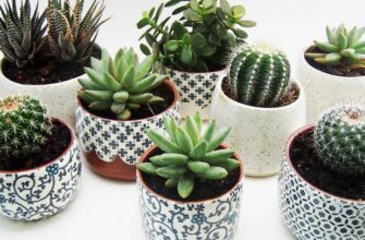 Скільки води потрібно сукуленту: рекомендації по догляду та поливу