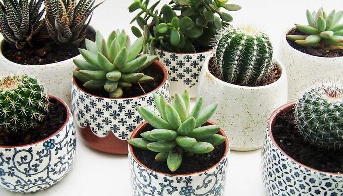 Скільки води потрібно сукуленту: рекомендації по догляду та поливу