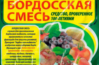 Як правильно розвести Бордоську суміш для обприскування смородини: інструкція