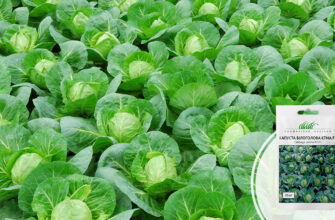 Скільки днів потрібно для дозрівання ранньої капусти: детальний гід