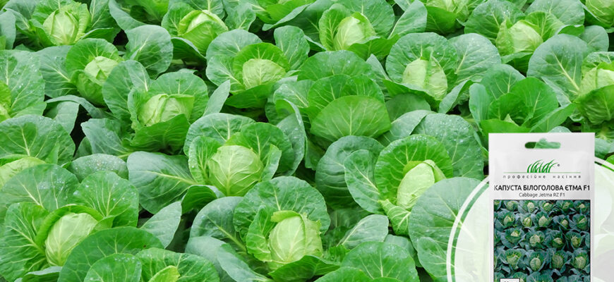Скільки днів потрібно для дозрівання ранньої капусти: детальний гід