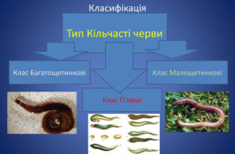До якого класу належать черви: класифікація та особливості видів