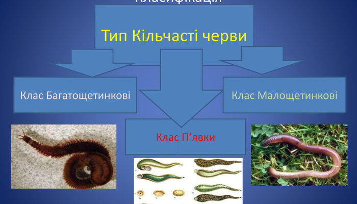 До якого класу належать черви: класифікація та особливості видів
