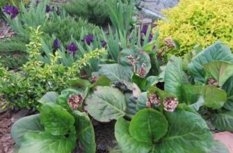 Як правильно збирати бадан: корисні поради та секрети успіху