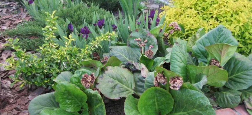 Як правильно збирати бадан: корисні поради та секрети успіху