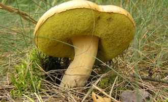 Чи варто відварювати моховики перед смаженням: практичні рекомендації