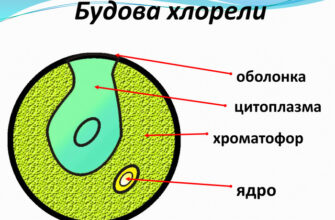 Як пересувається хлорела: дослідження методів руху мікроводоростей