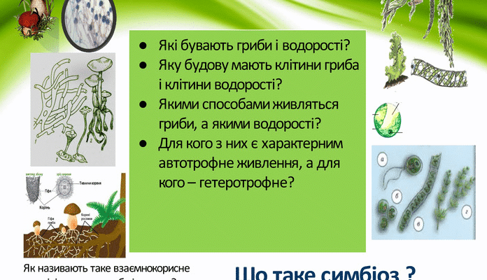 Які організми об’єднуються у симбіоз для утворення лишайників?