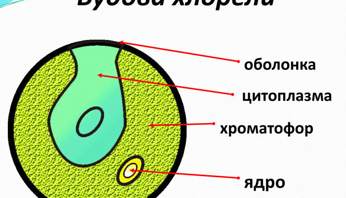 Як пересувається хлорела: дослідження методів руху мікроводоростей
