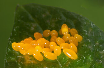 Коли колорадський жук відкладає яйця: періоди та особливості процесу