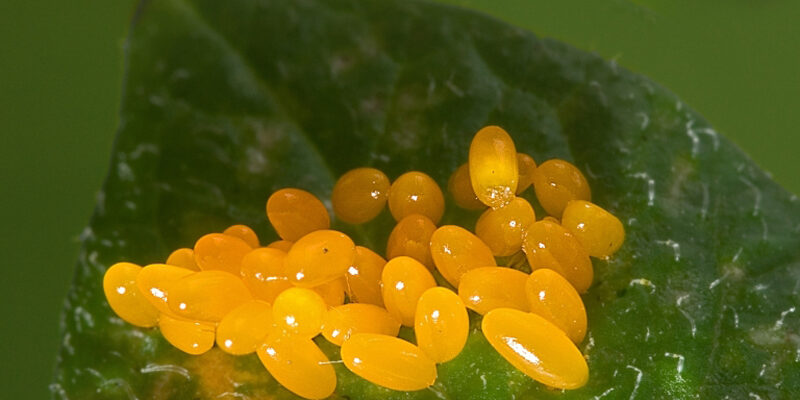 Коли колорадський жук відкладає яйця: періоди та особливості процесу