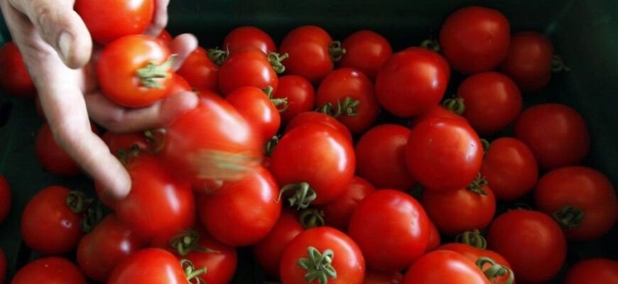 Чи можна їсти помідори при цирозі печінки: поради та застереження