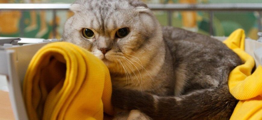 Як заспокоїти кішку: ефективні методи для зняття стресу тварини