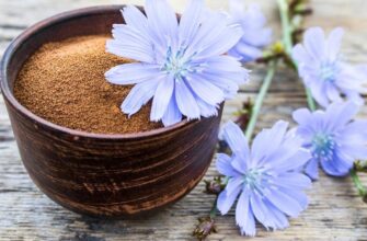 Чи безпечний цикорій при вживанні людям із серцевою недостатністю?