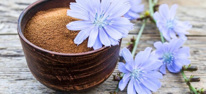 Чи безпечний цикорій при вживанні людям із серцевою недостатністю?