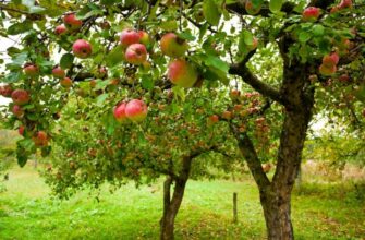 Ефективні засоби для обробки яблунь у липні від шкідників