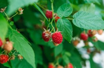 Обробка малини борною кислотою: покрокова інструкція для садівників