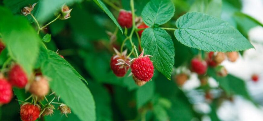 Обробка малини борною кислотою: покрокова інструкція для садівників