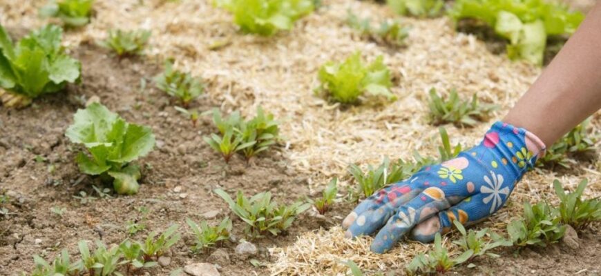 Мульчування тирсою: Ефективні способи використання для вашого саду