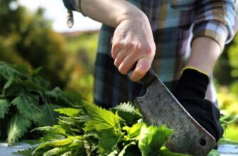 Які рослини варто уникати при застосуванні настою із кропиви?