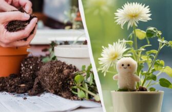 Як позбутися цвілі в горщику з кімнатними рослинами: ефективні методи