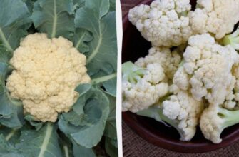 Цвітна капуста: ключі її користі для вашого здоров’я та раціону
