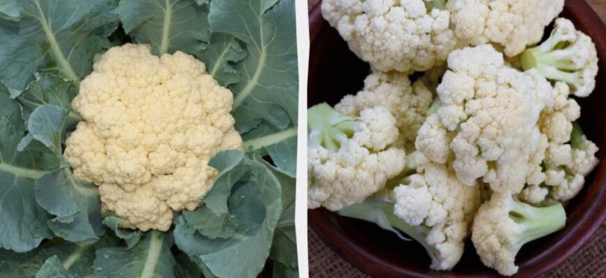 Цвітна капуста: ключі її користі для вашого здоров’я та раціону