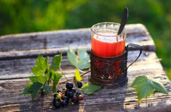 Як правильно і ефективно заготовити листя смородини: поради і техніки