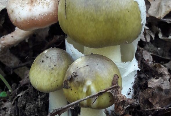 H1: Що буде, якщо з’їсти бліду поганку: небезпечні наслідки отруєння