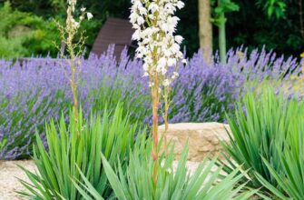 Скільки разів на рік цвіте Юка Нитчаста: Детальний огляд та поради