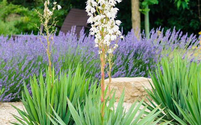 Скільки разів на рік цвіте Юка Нитчаста: Детальний огляд та поради