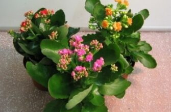 Скільки часу каланхое витримає без води: практичні поради догляду