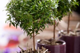 Оптимальний грунт для вирощування мирта: поради з вибору та догляду