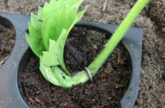 Оптимальні способи зберегти вуса полуниці взимку: поради та рекомендації