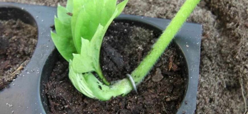 Оптимальні способи зберегти вуса полуниці взимку: поради та рекомендації