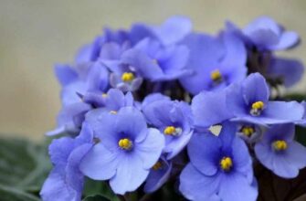 Перiод спокою у фіалок: коли настає час для відпочинку рослин