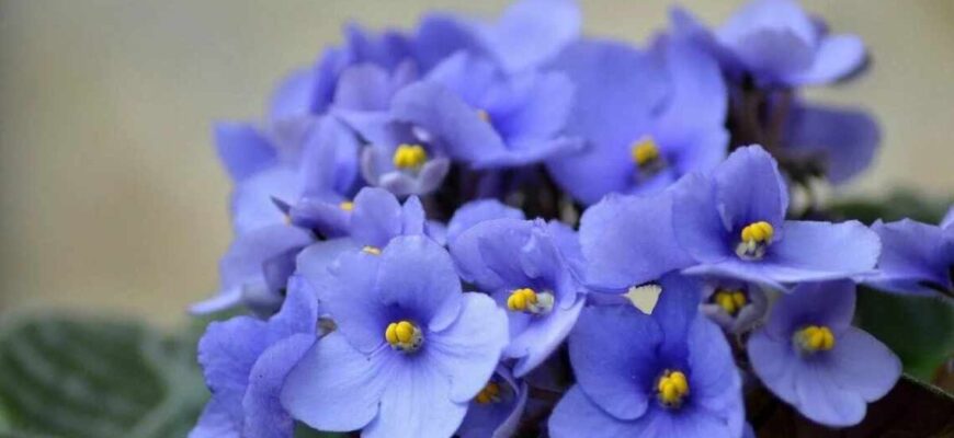 Перiод спокою у фіалок: коли настає час для відпочинку рослин