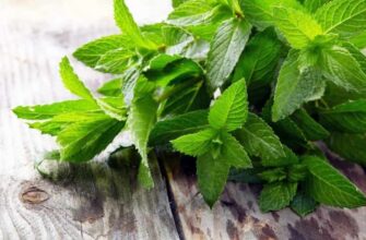Правильний метод збору листя м’яти: покрокова інструкція та поради