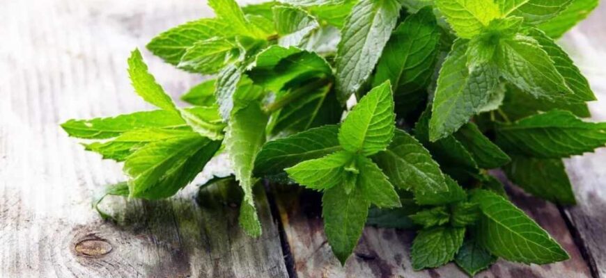 Правильний метод збору листя м’яти: покрокова інструкція та поради