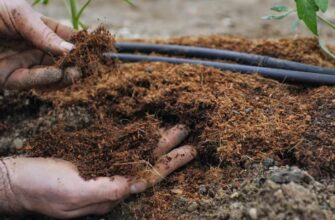 Правильне зберігання курячого посліду: поради та методи для добрива