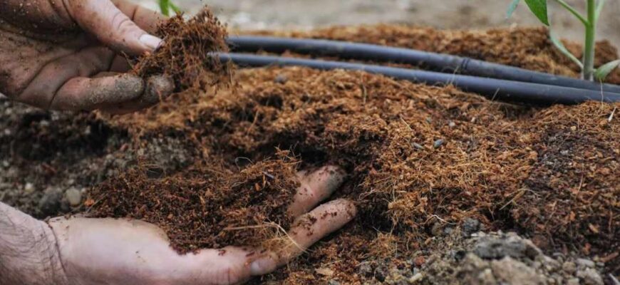 Правильне зберігання курячого посліду: поради та методи для добрива