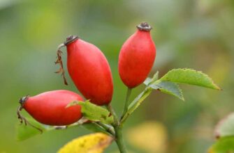Як правильно викопати кущ шипшини: покрокова інструкція та поради