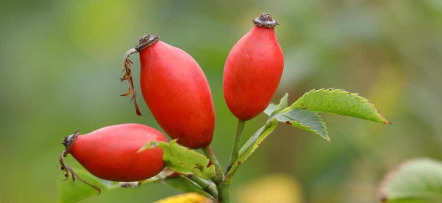 Як правильно викопати кущ шипшини: покрокова інструкція та поради