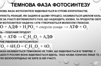 Темнова фаза фотосинтезу: які речовини утворюються в процесі?
